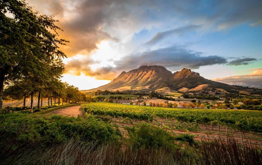 Cape Winelands Drive – Stellenbosch & Franschhoek