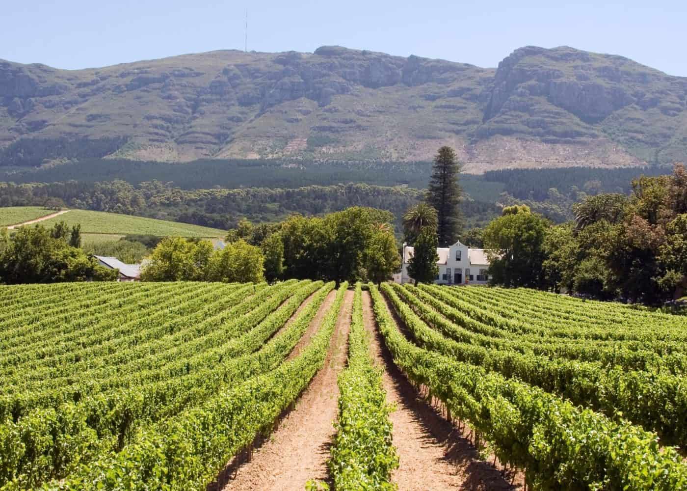 Wine Routes and Scenic Drives in Cape Town