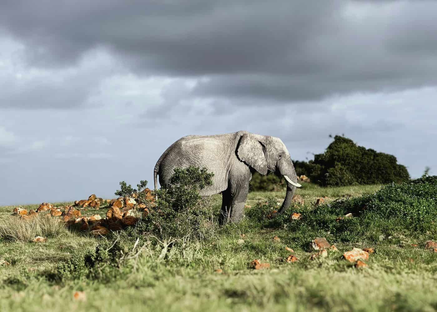 Cape Town to Gondwana Game Reserve Private Transfers