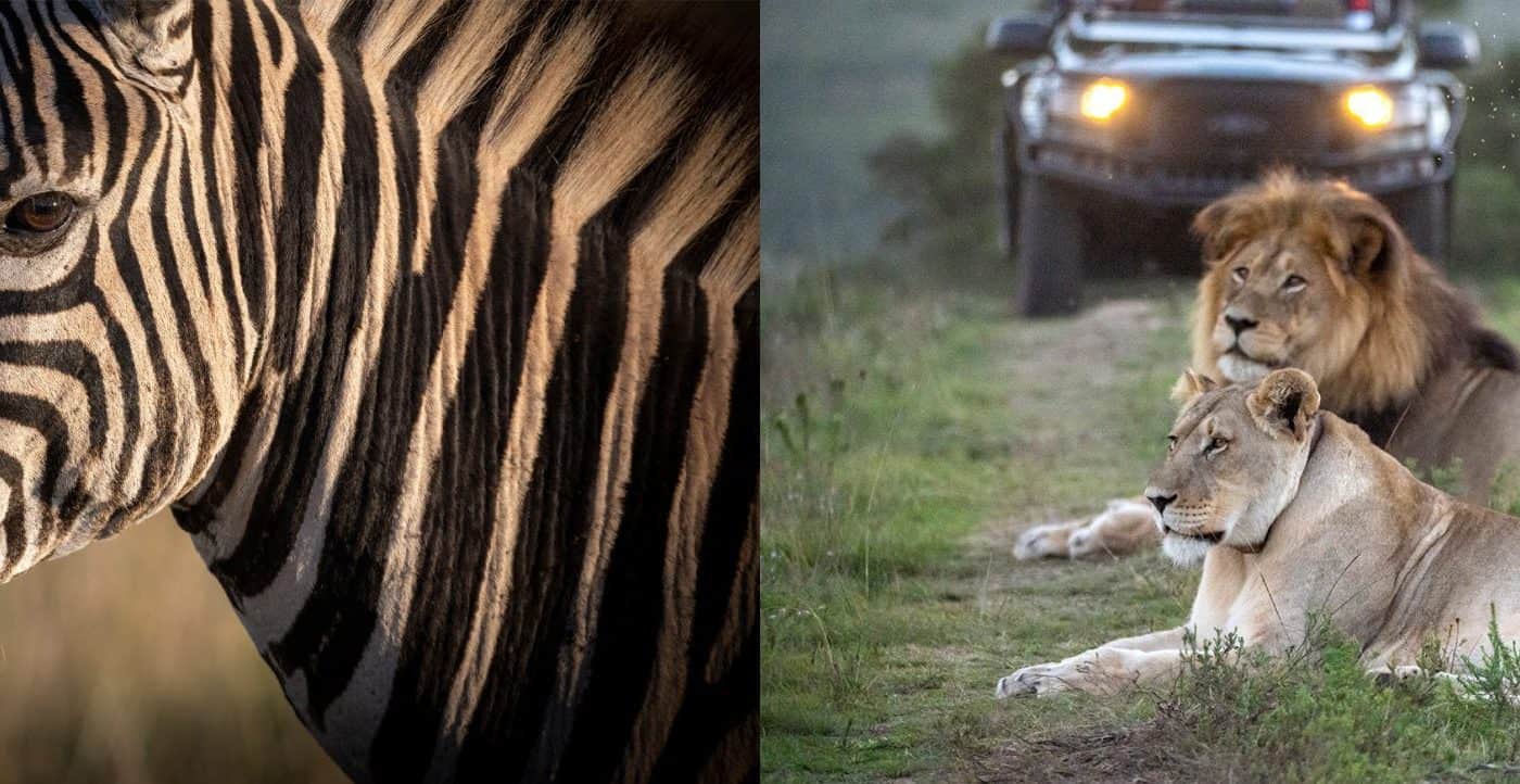 Exploring Gondwana Game Reserve