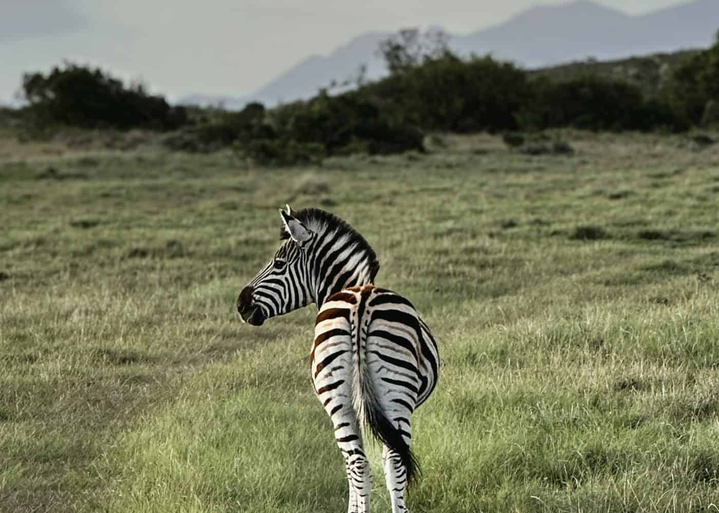Perfect for Safari Holidays